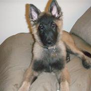 Tervueren Duchesse Danell's Quinzy