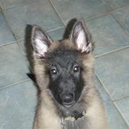 Tervueren Duchesse Danell's Quinzy