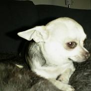 Chihuahua Silke