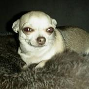 Chihuahua Silke