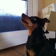 Prazsky krysarik Bailey