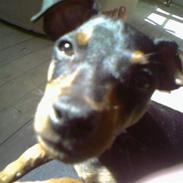 Prazsky krysarik Bailey