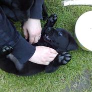 Labrador retriever Bølle