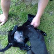 Labrador retriever Bølle
