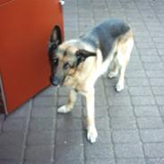 Schæferhund Tasso