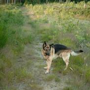 Schæferhund Tasso