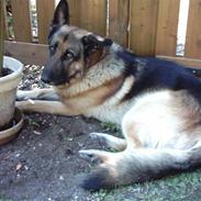 Schæferhund Tasso