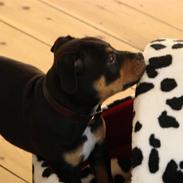 Staffordshire bull terrier Bacon