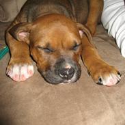 Amerikansk staffordshire terrier Nala