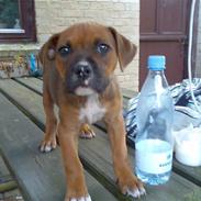 Amerikansk staffordshire terrier Nala