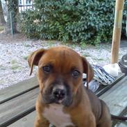 Amerikansk staffordshire terrier Nala