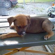 Amerikansk staffordshire terrier Nala