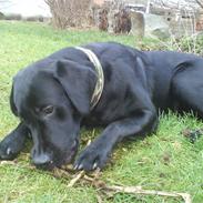 Labrador retriever Covie
