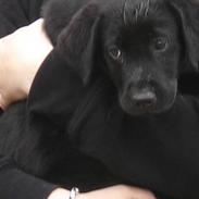 Labrador retriever Covie