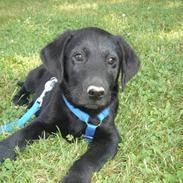 Labrador retriever Covie