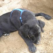 Labrador retriever Covie