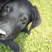 Labrador retriever Covie