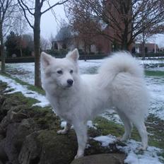 Japansk spids Malou R.I.P 11/9-2019