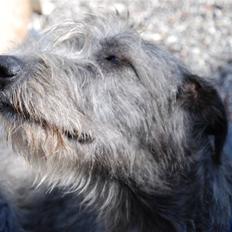 Irsk ulvehund Dolph