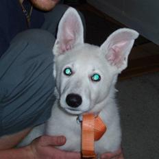 Hvid schæfer Prik (JUNGLENS MIE