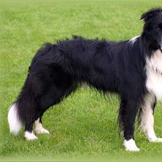 Border collie Kojima's Epic McGee