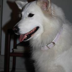 Samojedhund O's Snebold <3 