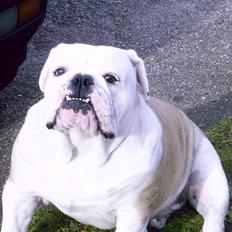 Engelsk bulldog billy
