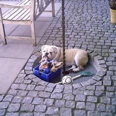 Engelsk bulldog billy