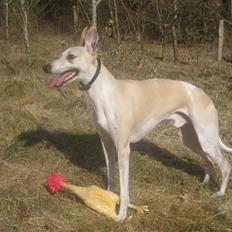 Whippet Laps