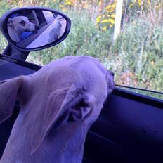 Whippet Laps
