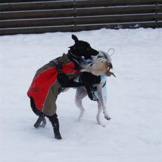 Whippet Laps