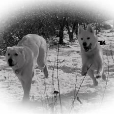 Blanding af racer Cato