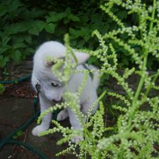 Blanding af racer Cato