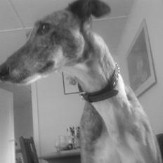 Greyhound Star Dream *d. 2/5-2008