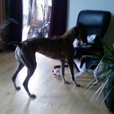 Greyhound Star Dream *d. 2/5-2008