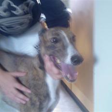 Greyhound Star Dream *d. 2/5-2008