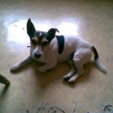 Blanding af racer Arco