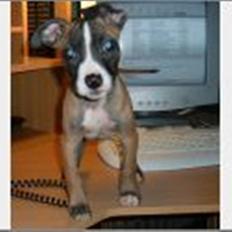 Amerikansk staffordshire terrier Rynke R.I.P verdens bedste Rynke