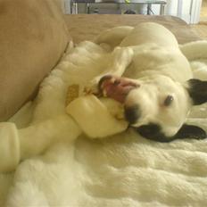 Blanding af racer ludvig