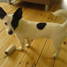 Blanding af racer ludvig