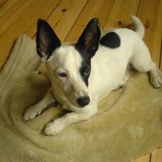 Blanding af racer ludvig