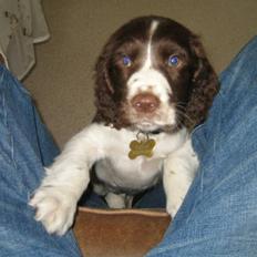 Engelsk springer spaniel Chess