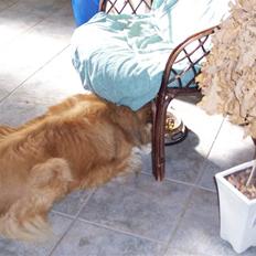 Collie langhåret Sheila