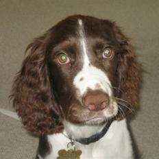 Engelsk springer spaniel Chess