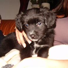 Blanding af racer Doui