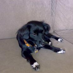 Blanding af racer Doui