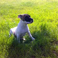 Amerikansk bulldog Kenzo