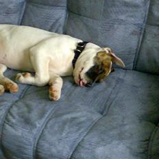 Amerikansk bulldog Kenzo