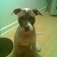 Amerikansk bulldog Kenzo