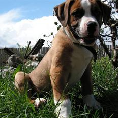 Amerikansk bulldog  - BACHI - 